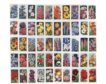 Garden flowers, a full set of Wills cigarette cards. 50 cards. 1939.