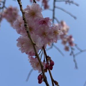 以下が含まれることがあります： 鮮やかなピンク色の花びらとつぼみを持つ桜の枝のクローズアップ。澄み切った青い空を背景に、春の美しさを際立たせるように花が咲き誇っています。
