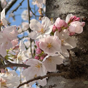 以下が含まれることがあります： 満開の桜の花のクローズアップ。繊細な白い花びらは、柔らかいピンク色で、中心は黄色です。花は、青い空と質感のある木の幹を背景に、枝に群がっています。