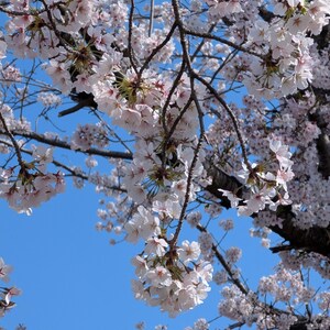 Cherry Blossoms in Bloom | Peaceful Sakura Photography from Japan