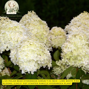 May include: A live Polar Bear hydrangea shrub with large, cone-shaped clusters of lime-white blooms. The plant is in a 2.5x3.5 inch pot and measures 7-10 inches in height. The text on the image reads: Live Polar Bear Hydrangea Shrub 7-10 inch.