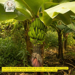 May include: A live Ice Cream banana plant in a 3-inch pot, identified as a Musa Blue Java tissue culture starter and cold-tolerant vanilla fruit tree. The plant features large green leaves and a central bunch of green bananas with a purple flower.