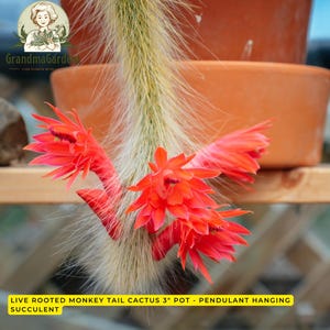 May include: A monkey tail cactus with long, soft, white spines and multiple vibrant red flowers blooming along its stem. The cactus is planted in a 3-inch pot. Text on the image reads: GrandmaGardens LIVE PLANTS WITH LOVE and LIVE ROOTED MONKEY TAIL CACTUS 3" POT - PENDULANT HANGING SUCCULENT.