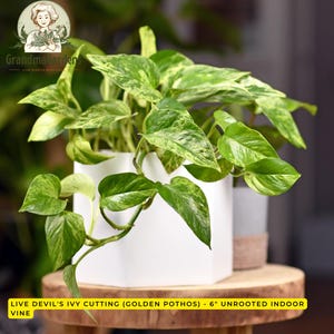 Live Devil's Ivy Cutting (Golden Pothos) - 6" Unrooted Indoor Vine
