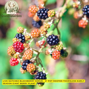 Live Natchez Blackberry Shrub - 3" Pot Rooted Thornless Early Season Giant Berry Plant