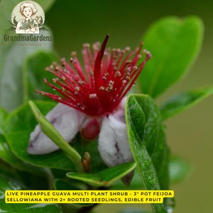 May include: A Feijoa sellowiana plant with a prominent flower featuring white petals and long, vibrant red stamens. The plant has glossy green leaves and is labeled as a live pineapple guava multi-plant shrub in a 3-inch pot with 2+ rooted seedlings.