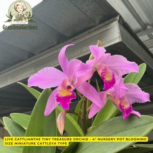 May include: A live Cattlianthe Tiny Treasure orchid in a 4-inch nursery pot. The plant features multiple vibrant pink flowers with ruffled petals and a central throat transitioning from yellow to deep magenta, set against broad, green leaves.
