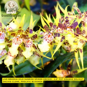 May include: A Brassia Hilo Sunrise spider orchid with long, pointed yellow petals featuring dark maroon spots and a pale yellow labellum. The text reads: LIVE BRASSIA HILO SUNRISE SPIDER ORCHID - 2.5" POT ORANGE DELIGHT ORCHID CLONE, PROLIFIC BLOOMER.