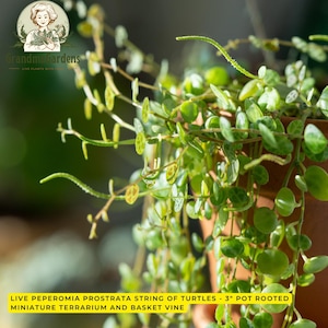 May include: A Peperomia prostrata String of Turtles plant in a 3-inch pot. The plant features trailing stems with small, round, variegated green leaves that have a patterned surface. The text on the image reads: LIVE PEPEROMIA PROSTRATA STRING OF TURTLES - 3" POT ROOTED MINIATURE TERRARIUM AND BASKET VINE.