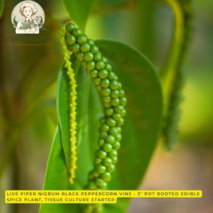 May include: A live Piper Nigrum black peppercorn vine in a 3-inch pot. The plant features vibrant green, broad, pointed leaves and long, slender spikes densely covered in small, round, green peppercorns. A thin, yellow-green flowering spike hangs alongside.