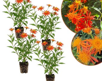May include: Four potted plants with vibrant orange flowers and green leaves, each featuring exposed root systems at the base. Two circular insets show close-up views of the bright orange, spiky-petaled blossoms and green foliage in natural light.