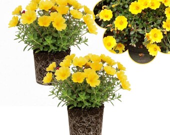 May include: Two potted plants with vibrant yellow flowers and green foliage, each featuring a dense root ball visible at the base. A circular inset shows a top-down view of the same yellow blossoms and green leaves, highlighting the plant structure.