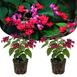 May include: Two bleeding heart vine plants with dark green leaves and clusters of bright red and pink flowers. Each plant is contained in a small, cylindrical brown soil plug with visible roots, isolated against a plain white background.