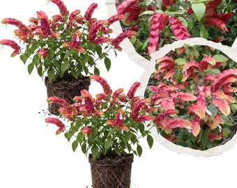 May include: A Justicia brandegeeana plant, commonly known as a shrimp plant, featuring arching stems with reddish-pink, overlapping bracts and small white flowers. The plant is shown in two separate pots with visible soil and roots.
