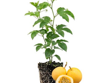 May include: A passion fruit plant with green leaves and thin curling tendrils growing from a root ball of dark soil. Beside the plant are two whole yellow passion fruits and one halved passion fruit showing the interior pulp and seeds.