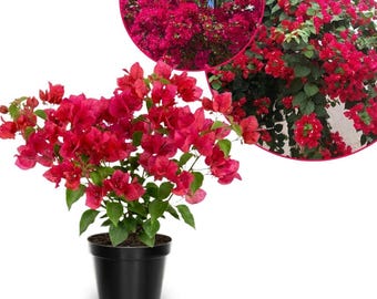May include: A potted bougainvillea plant featuring vibrant magenta-pink bracts and lush green leaves, housed in a simple black plastic container. The plant displays dense clusters of colorful flowers, with an additional circular inset view.
