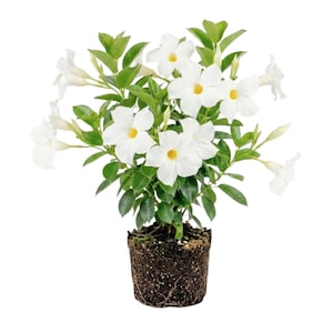 May include: A potted Mandevilla plant featuring multiple trumpet-shaped white flowers with bright yellow centers. The plant has lush green leaves and is shown with its root ball exposed, displaying dark soil and visible roots at the base.