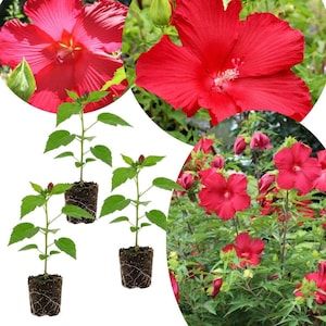 May include: Three young hibiscus plants with green leaves and visible root balls, displayed alongside circular insets showing large, vibrant red hibiscus flowers in full bloom and a lush garden setting filled with multiple red blossoms.