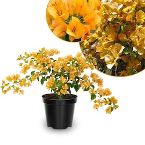english ivy hanging plant Variegated English Ivy Hanging Basket - Live Plant in an 8 Inch Pot