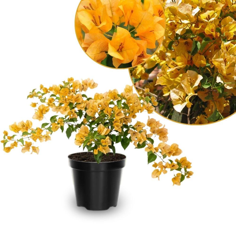 Yellow Bougainvillea - Etsy