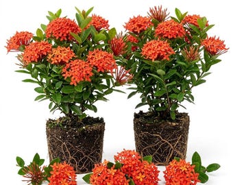 Pack 2 Red Ixora Live Plant 4-7" Tall, Red Flowering Tropical Shrub for Outdoor Gardens and Landscape Borders, Without Pot
