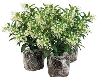 May include: Three Cestrum nocturnum plants with clusters of small, star-shaped white flowers and pointed green leaves. The root balls are encased in clear plastic wrap, revealing a dense network of brown roots visible through the packaging.