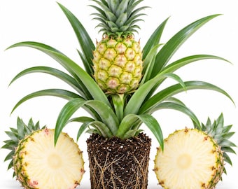 May include: A whole pineapple with a green leafy crown sits centered, its root ball exposed with dark soil and visible roots. Two pineapple halves are placed on either side, showing the pale yellow, fibrous flesh and textured outer skin.