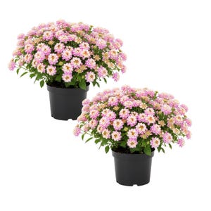Set 2 Pink to Yellow Lantana Live Plant 6-10 Inches Tall, Pink Lantana Plant Live, Perennial Trailing Lantana Plants Flowers, No Pot