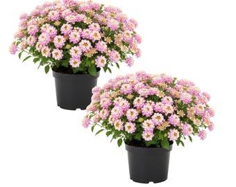 Set 2 Pink to Yellow Lantana Live Plant 6-10 Inches Tall, Pink Lantana Plant Live, Perennial Trailing Lantana Plants Flowers, No Pot