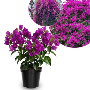 May include: A potted bougainvillea plant featuring vibrant magenta bracts and deep green leaves, displayed in a simple black plastic container. An inset circular image shows a larger, mature bougainvillea shrub covered in the same bright flowers.