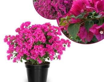 May include: A potted bougainvillea plant featuring vibrant magenta bracts and small green leaves. The plant is housed in a simple black plastic container. A circular inset shows a larger, dense cluster of the same bright pink flowers in bloom.