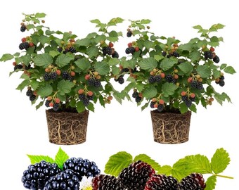 May include: Two blackberry plants in brown pots with visible root systems, featuring green leaves and clusters of ripening blackberries. Below the plants are several individual ripe blackberries and green leaves on a white background.