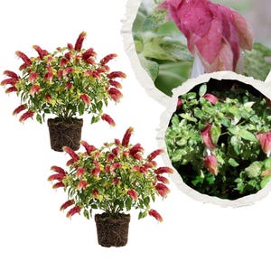 May include: Two potted shrimp plants with variegated green and cream leaves and reddish-pink bracts. A circular inset shows a close-up of the pink bracts with water droplets and a detailed view of the variegated foliage and plant structure.