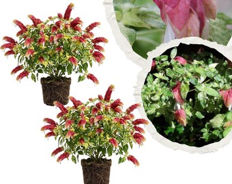 May include: Two potted shrimp plants with variegated green and cream leaves and reddish-pink bracts. A circular inset shows a close-up of the pink bracts with water droplets and a detailed view of the variegated foliage and plant structure.