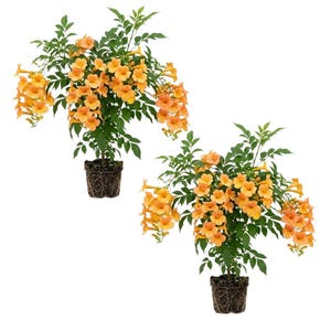 May include: Two potted trumpet vine plants with vibrant orange trumpet-shaped flowers and green foliage. The plants are in dark brown pots with visible roots, set against a white background. The flowers are in full bloom.