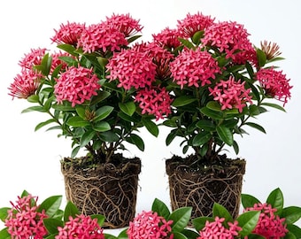 May include: Two potted Ixora plants with vibrant clusters of small, star-shaped pink flowers and deep green, glossy leaves. The root balls are exposed, showing a dense network of brown roots. Several loose flower clusters are arranged at the base.
