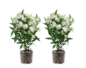May include: Two identical plants with vibrant green leaves and clusters of small white flowers. Each plant is contained in a clear plastic wrap that reveals the dark soil and a dense network of light-colored roots visible at the base of the stems.