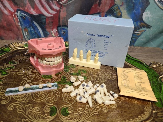 Antique 1960's Orthodontist Dental Columbia Dentoform 1362