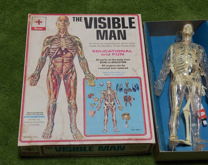 Good Used Condition Vintage the Visible Man in Original Box Human Model ...