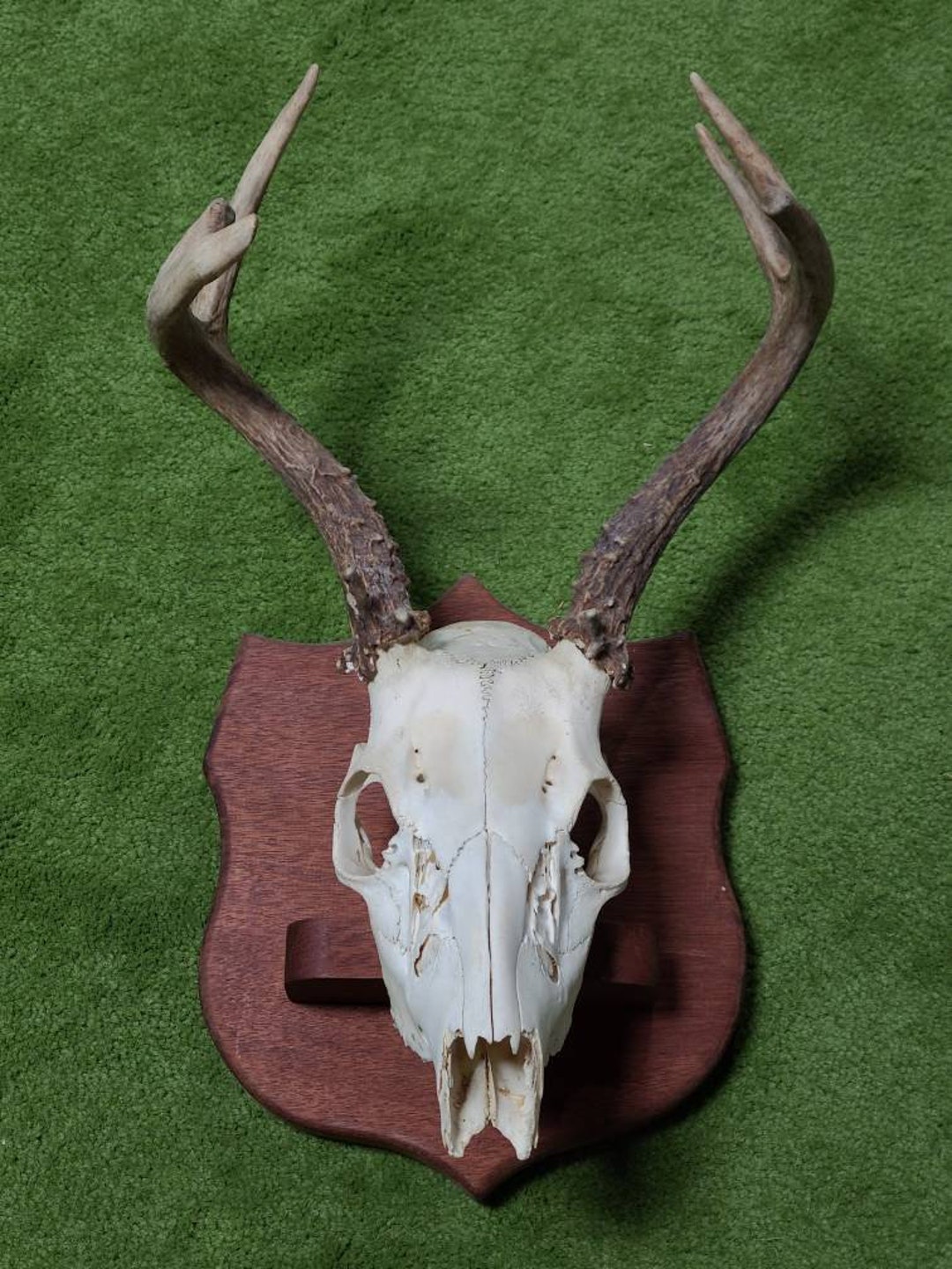 Mule Deer Skull With Antlers on Board Authentic Original Oddities