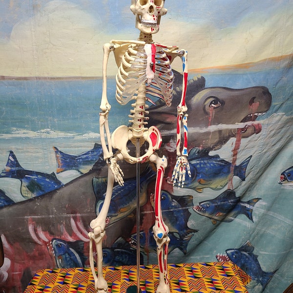 Vintage 1970's Anatomy Series Medical School Skeletal Anatomical Articulated Skeleton Scientific Classroom Model on Stand