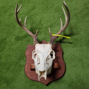 Mule Deer Skull With Antlers on Board Authentic Original Oddities