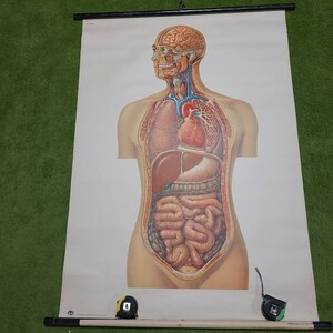 Vintage Deutsches Hygene Museum Dresden Anatomic Anatomy Series Medical School Anatomical Poster Scientific Classroom No. 2008