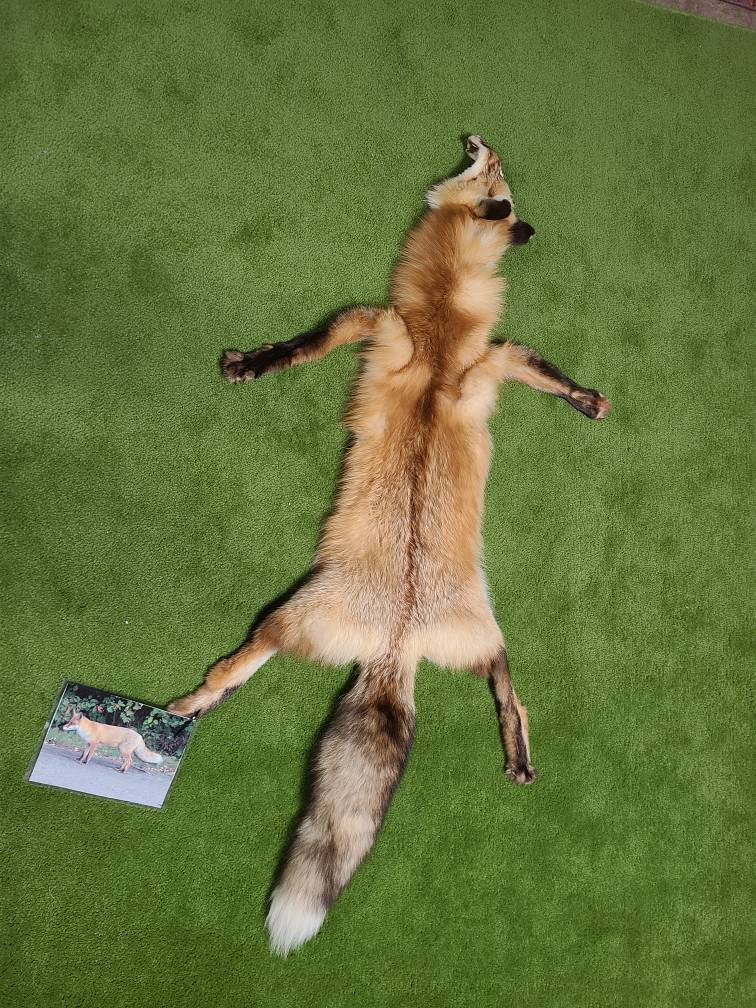 Vintage Beautiful Red Fox Pelt Authentic Original Oddities