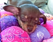 CUSTOM Tiny Dog Bed in Bubble Quilt Style Pamper your fur baby with a Custom Dog Bed