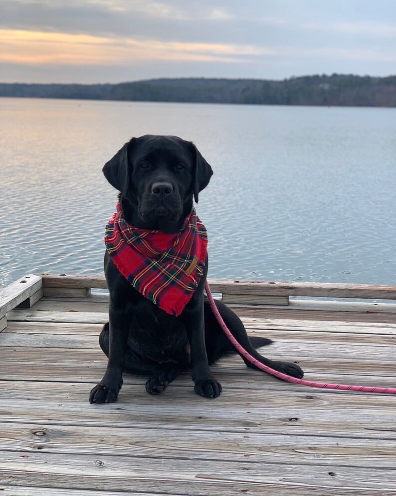 Dog Bandana christmas Tree winter Dog Bandana Etsy
