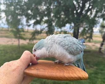 Oak Flat Bird Perch