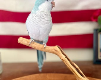 Mesquite Bird Perch with Live-Edge Oak Base