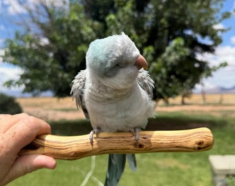 Mesquite Bird Perch Single