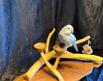Puesto de observación de aves de mezquite a la hora de la merienda